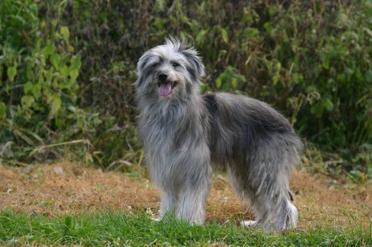 Pyrenean shepherd puppies cheap for sale