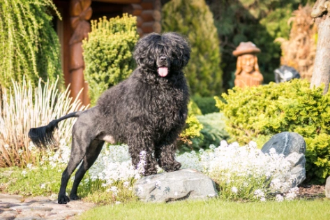 Portuguese water store spaniel for sale