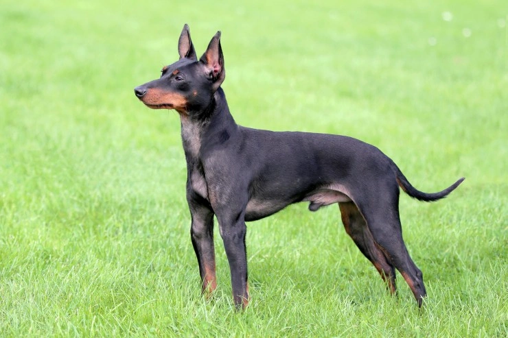 English toy terrier on sale price