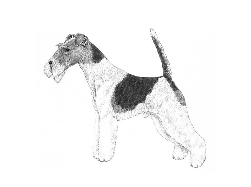 Fox terrier hot sale price