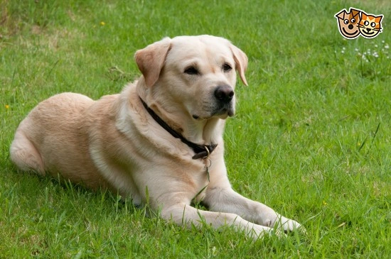 Goldador Dogs Breed Information Temperament Size Price