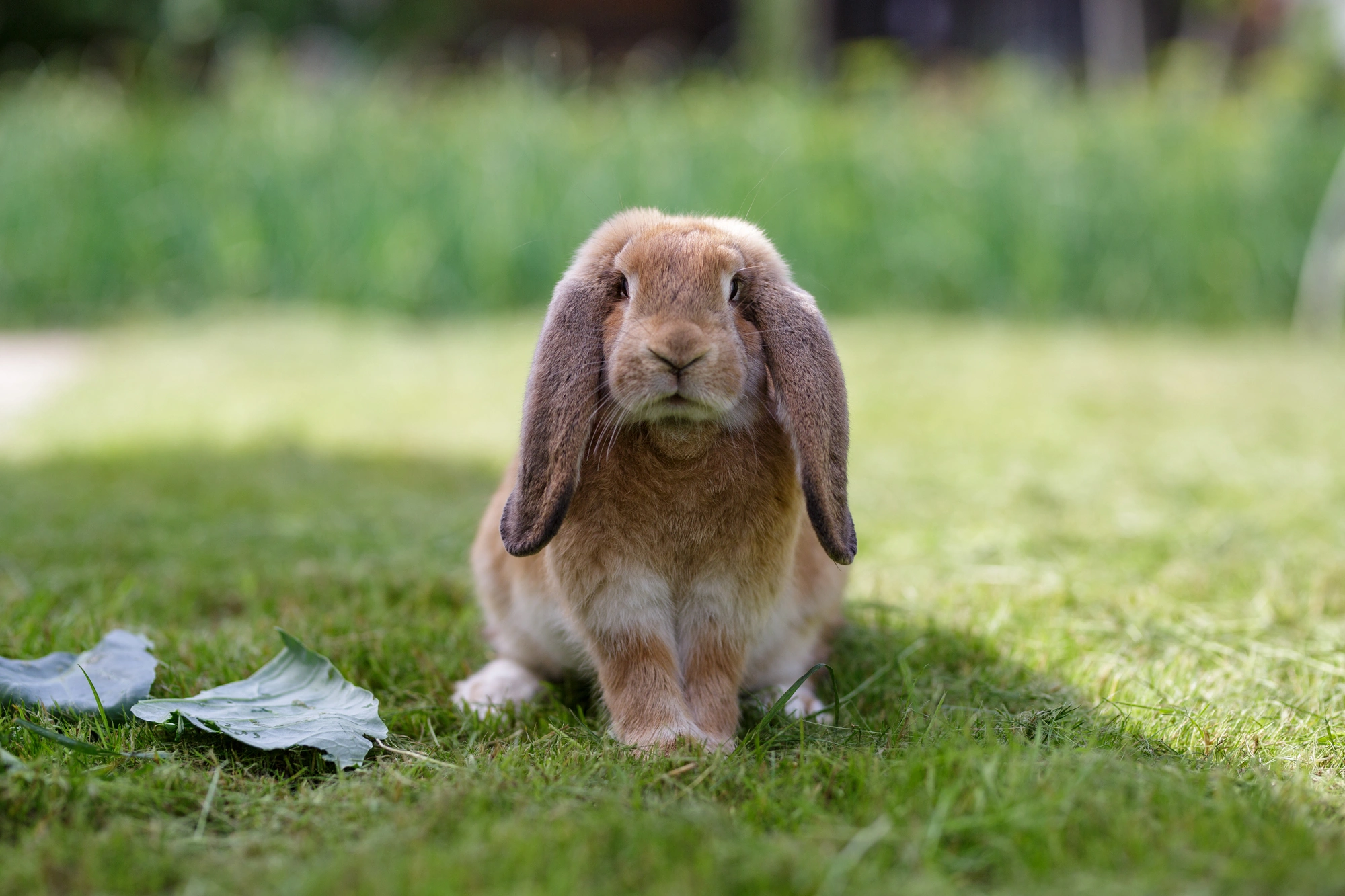 French Lop Rabbits Breed - Information, Temperament, Size & Price ...