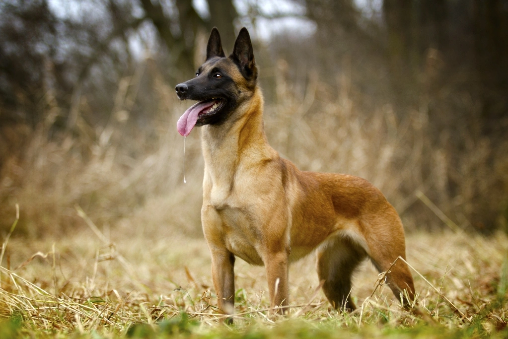 Pastor Belga Malinois Perros Raza - Características, Fotos & Precio