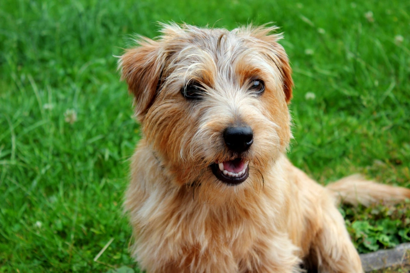 Norfolk terrier cross jack 2024 russell