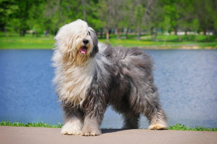 Pastor Ingles~ I am in love with this one..  English sheepdog, Old  english sheepdog puppy, Old english sheepdog