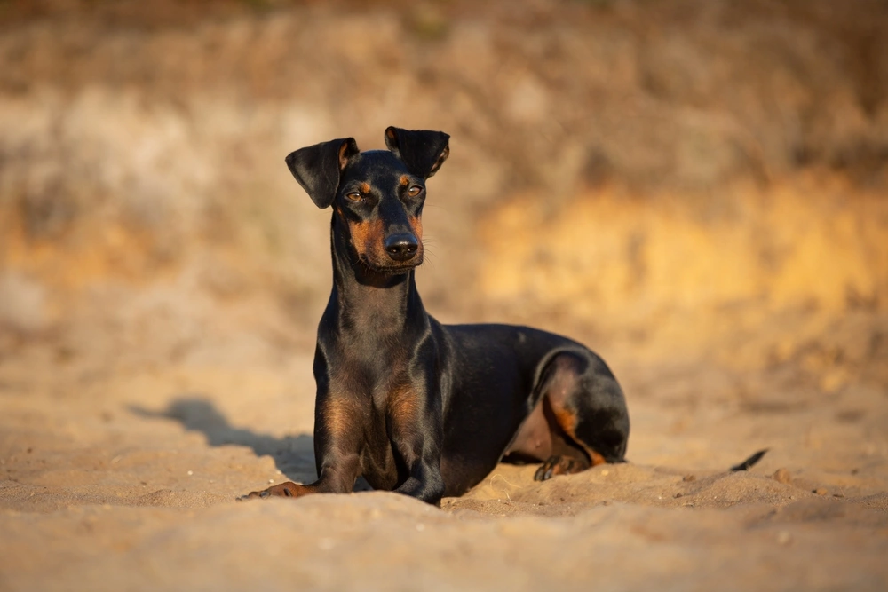 Black and deals tan manchester terrier