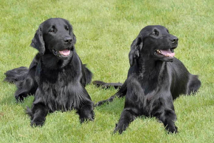 Average weight of a flat coated retriever hotsell