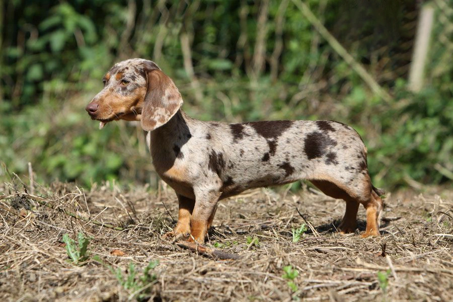 los perros salchicha de pelo largo necesitan cortes de pelo