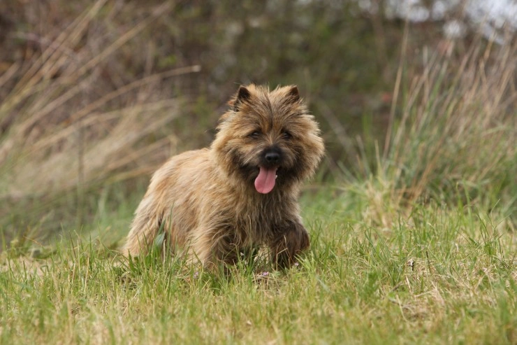 Cairn terrier best sale breeder websites