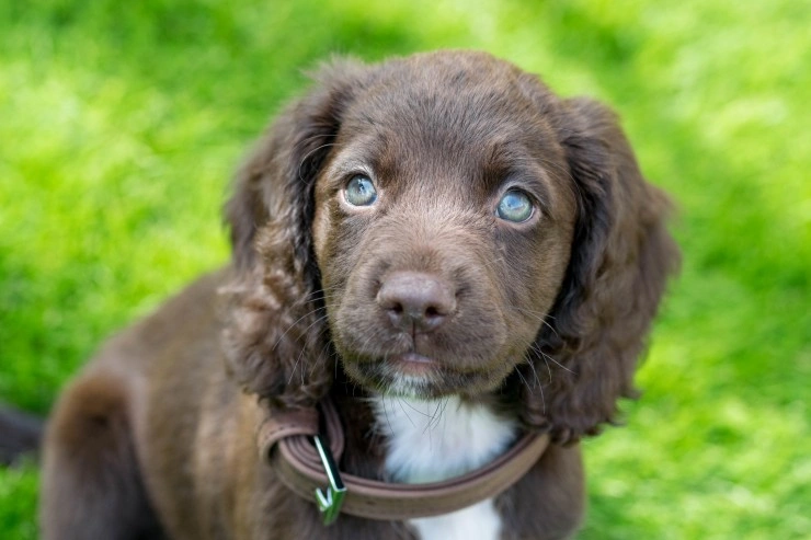 Chocolate sprocker puppies sales for sale