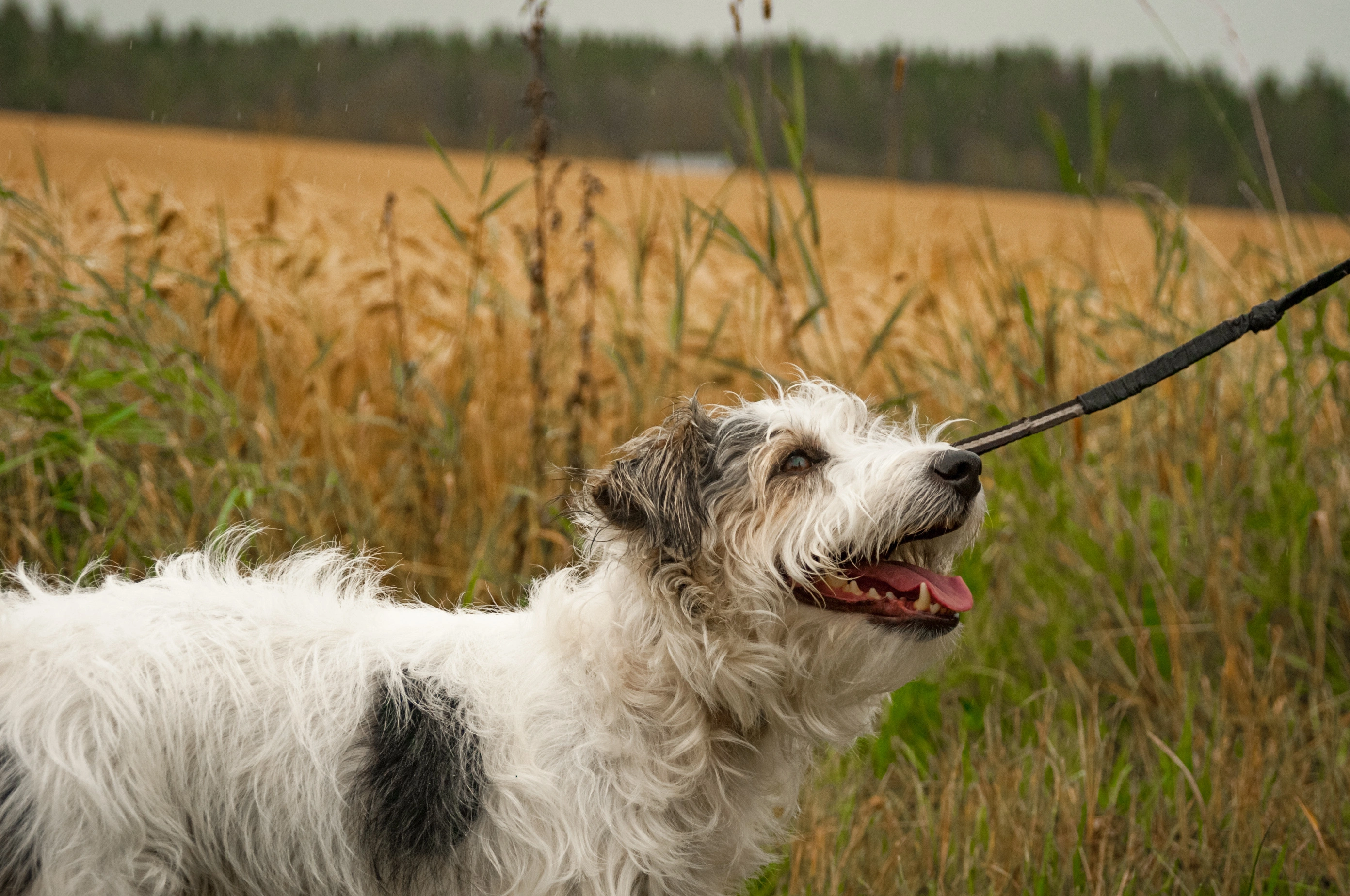 Lucas terrier sale