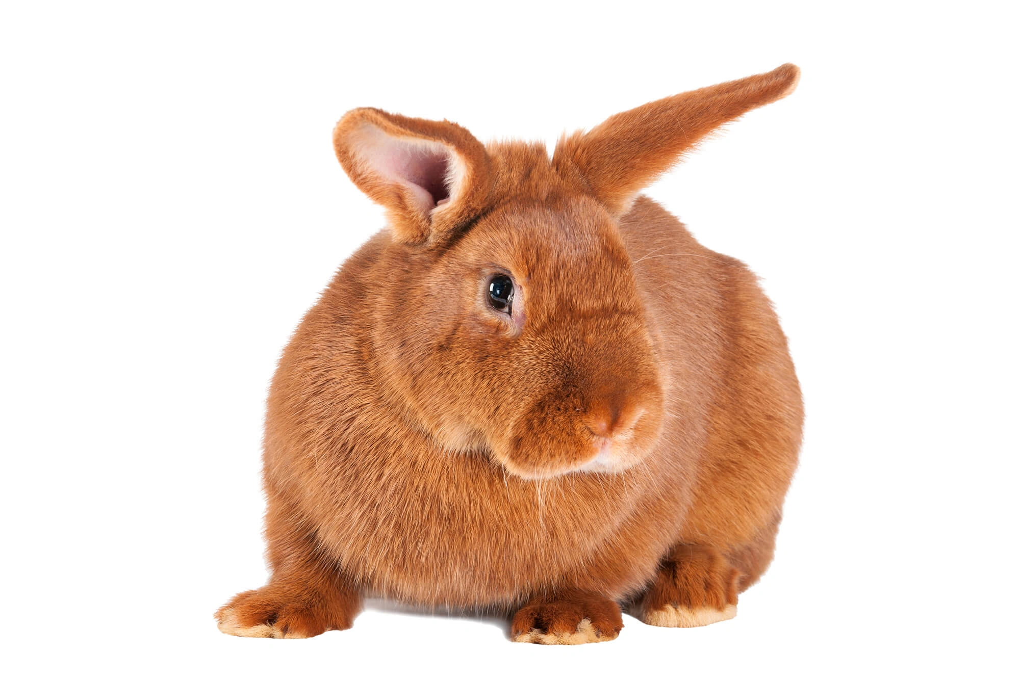 New Zealand Rabbits Breed - Information, Temperament, Size & Price 