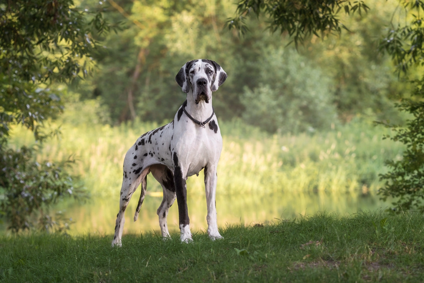 Fat great shop dane dog