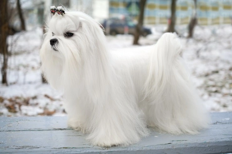 maltese dogs full grown