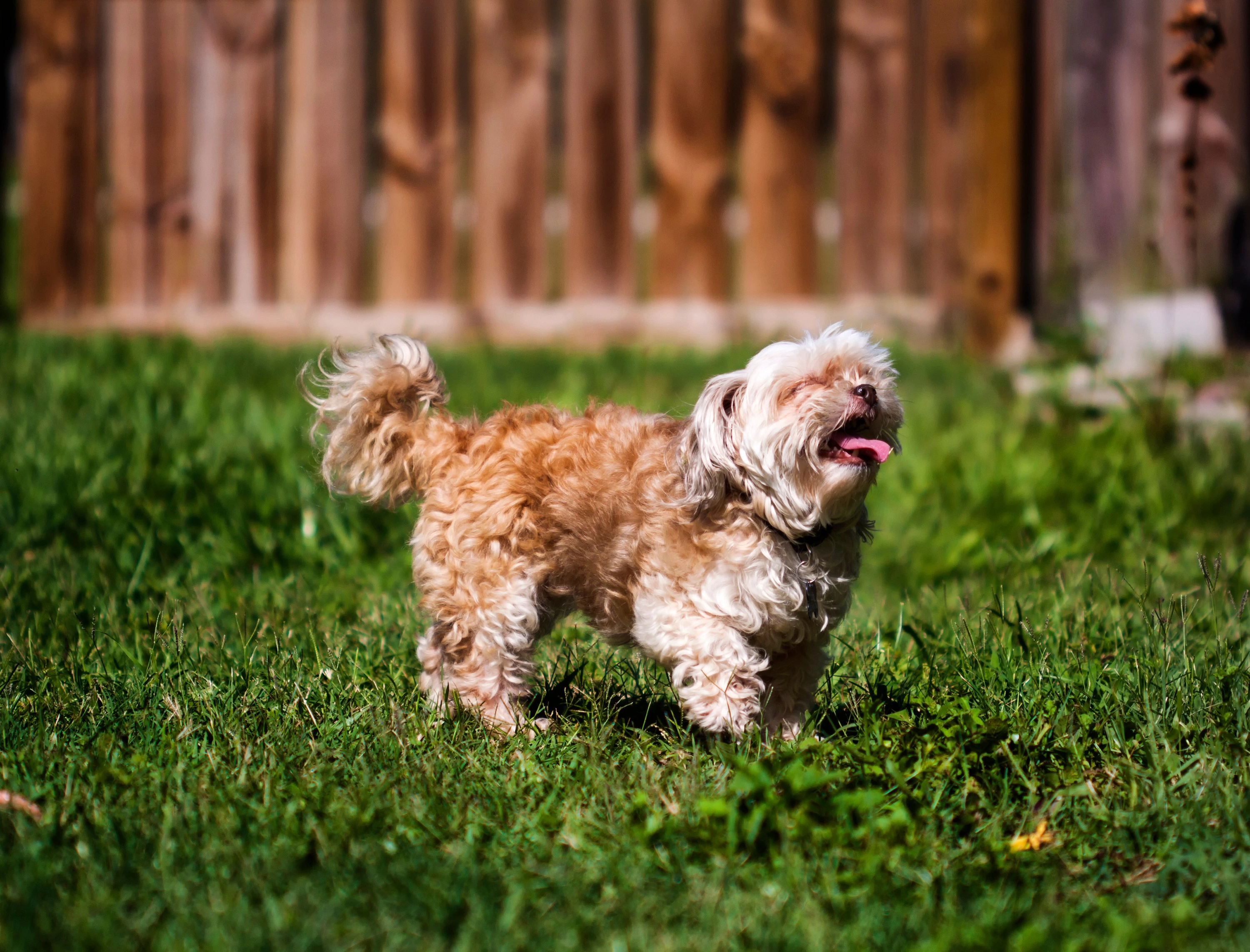 Shih poo hot sale terrier