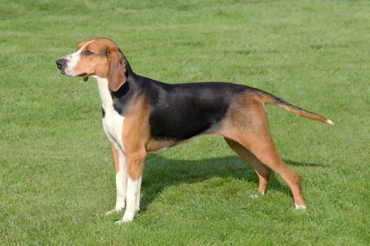 are serbian hounds good guard dogs