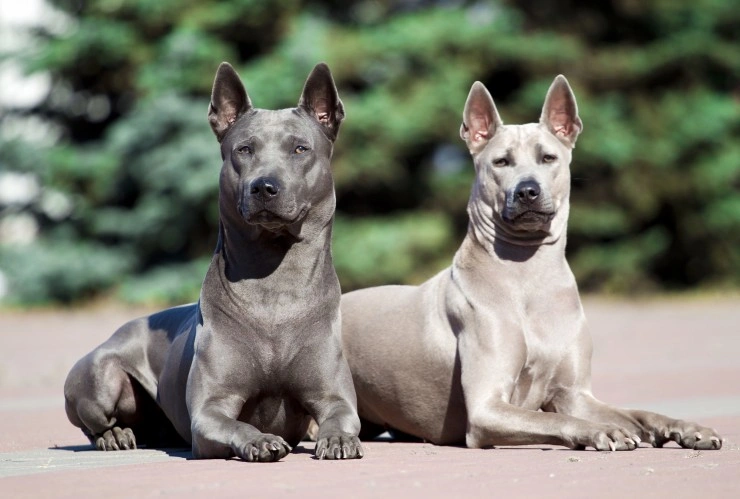 Egyptian fashion ridgeback