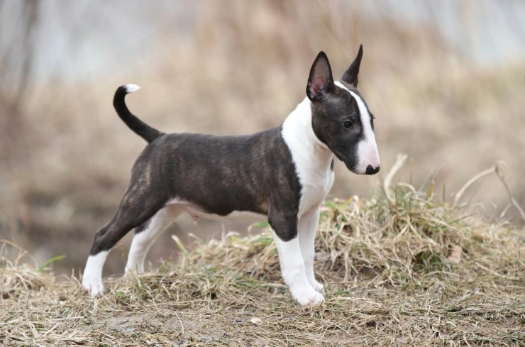 Black bull best sale terrier puppy