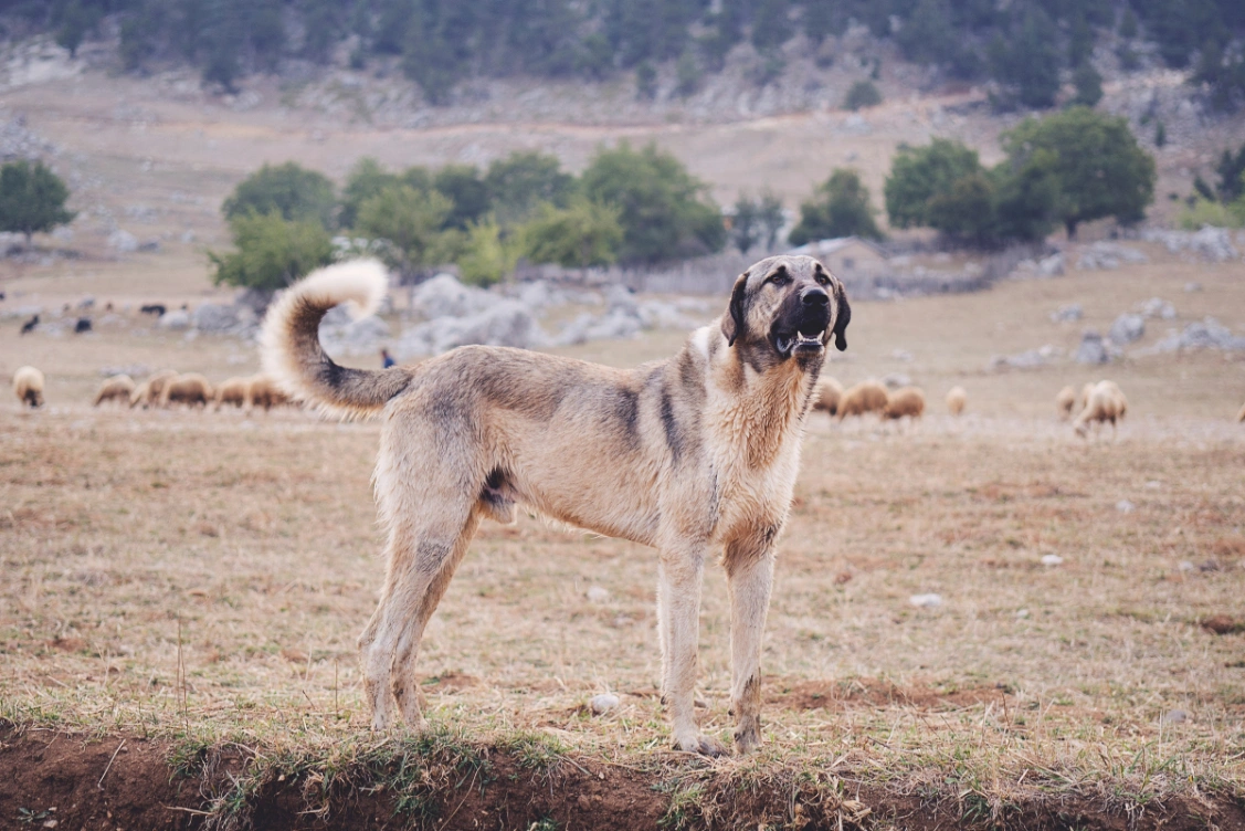 pastor de anatolia es esta raza gigante una buena mascota familiar