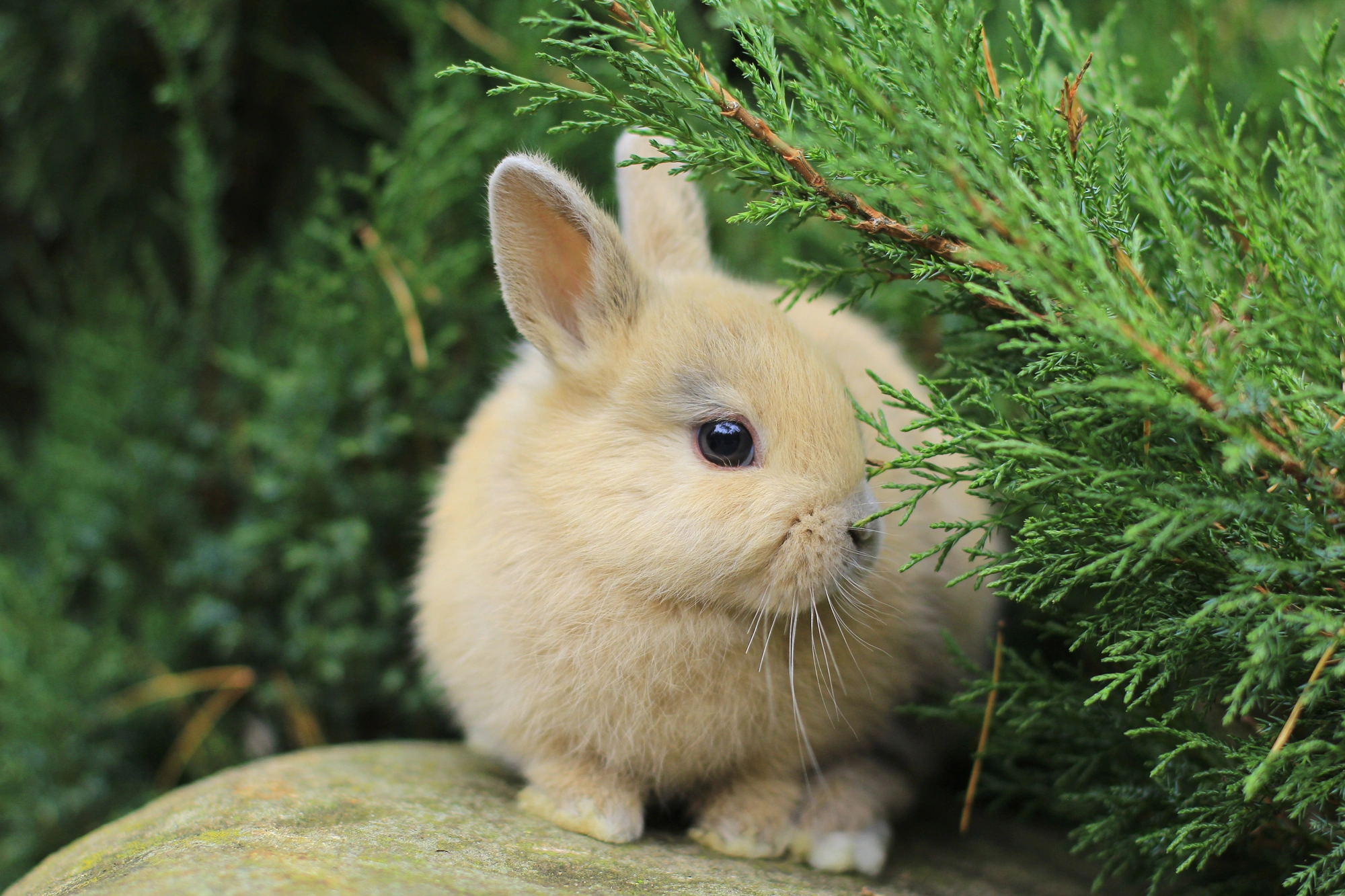 Netherland Dwarf Rabbits Breed - Information, Temperament, Size & Price ...