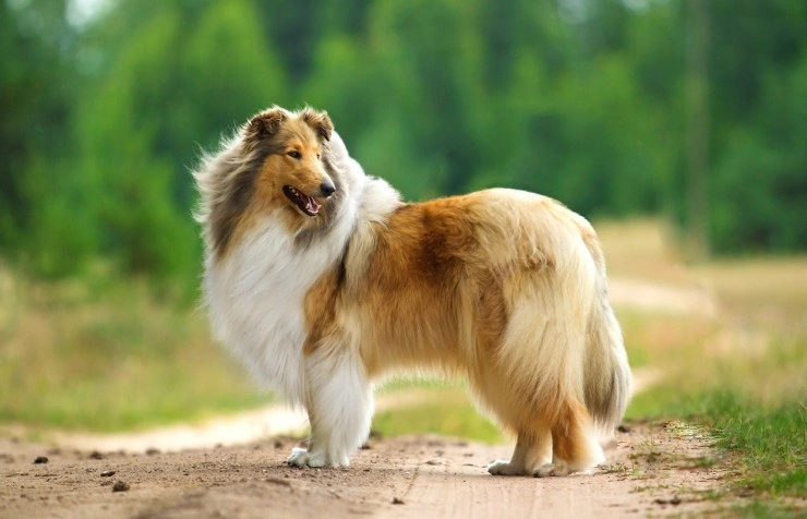 Long haired 2025 collies for sale