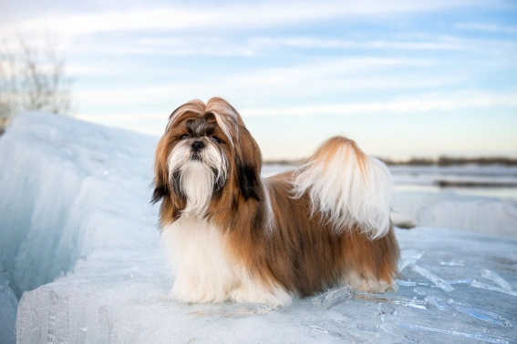 Difference between male and female store shih tzu