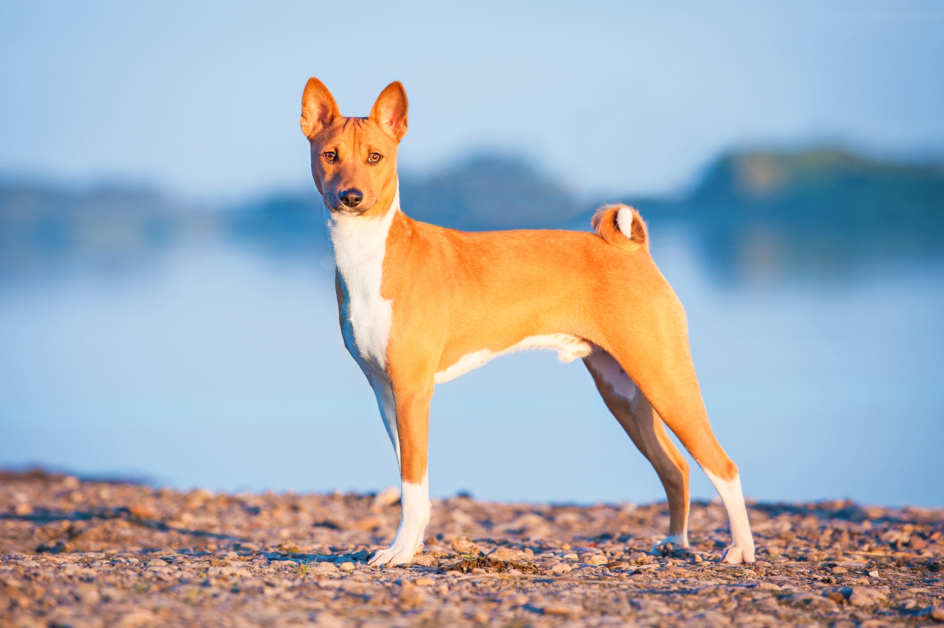 Tricolor basenji store puppies for sale