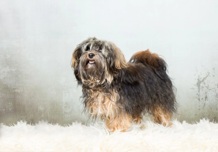 are havanese aggressive