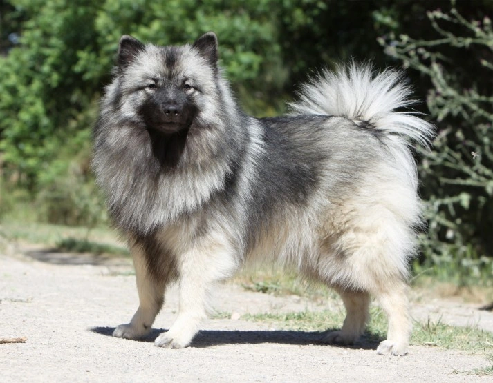 Keeshond weight hot sale