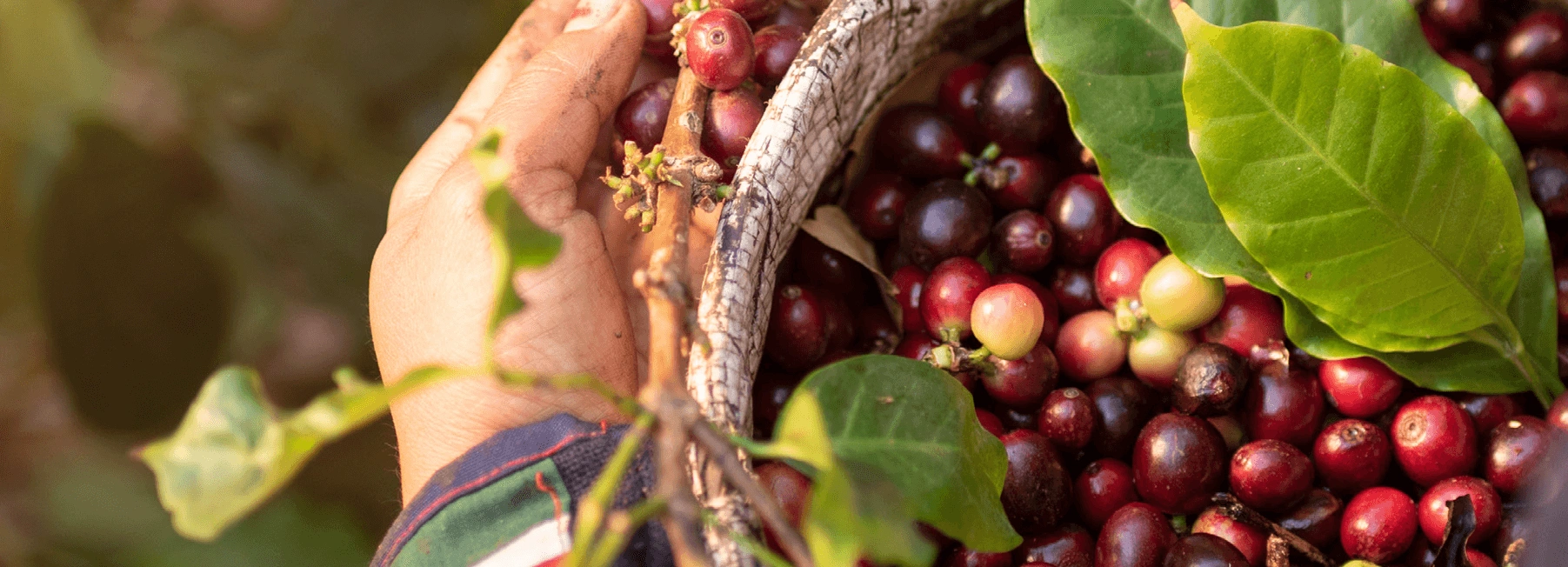 coffee harvest