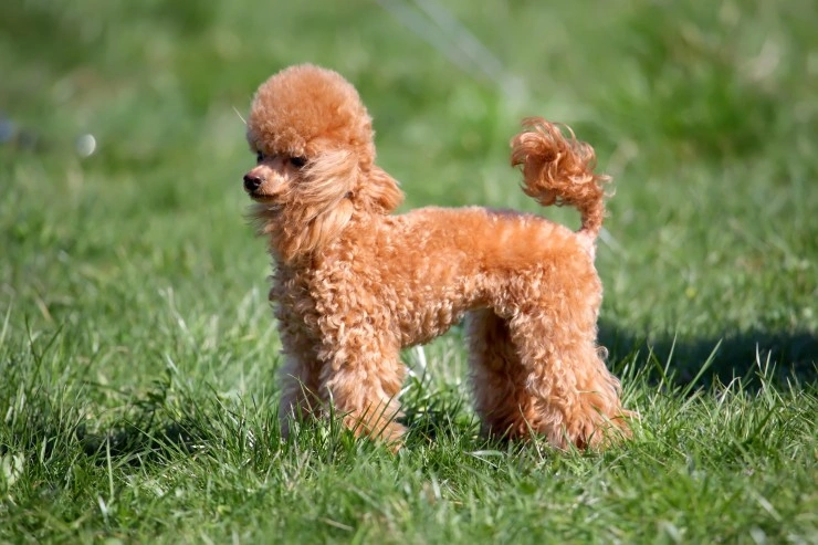 Toy best sale poodle origin