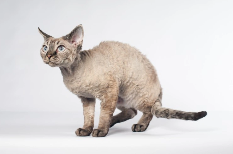 Devon rex