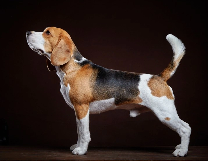 adult female beagles