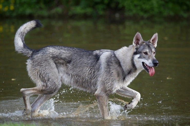 Northern inuit hot sale dog size