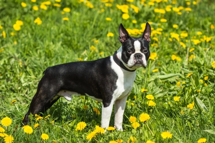 Adult boston terrier for hot sale sale