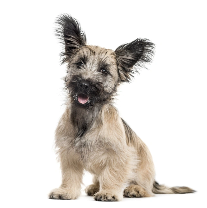 Skye best sale terrier price