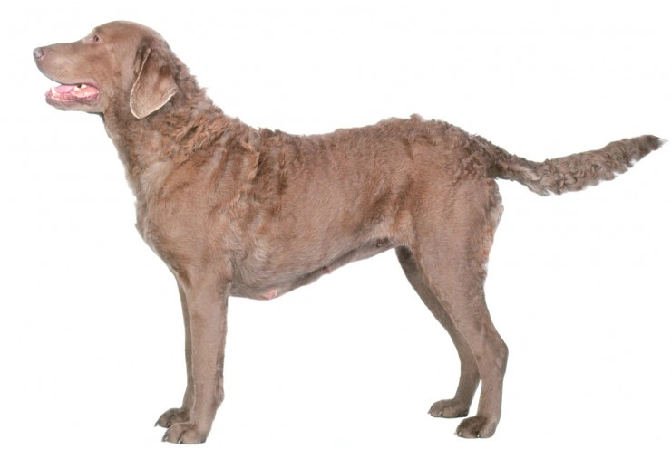 Chesapeake bay clearance retriever craigslist