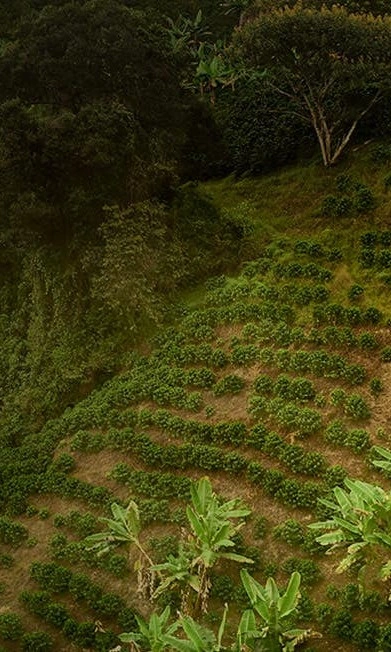 Coffee plants