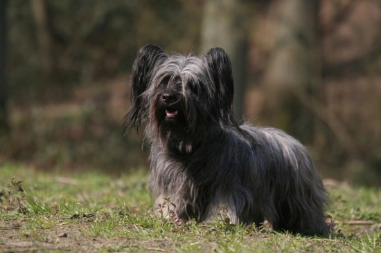 does the skye terrier bark a lot