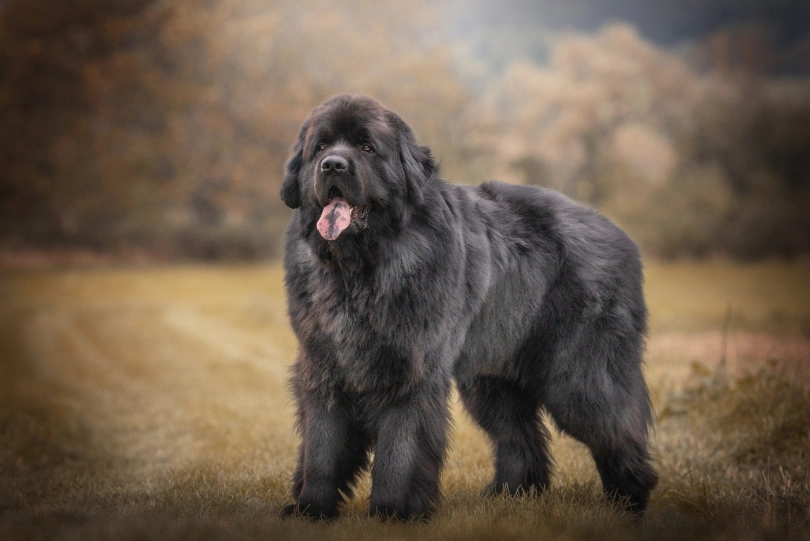 Average weight of 6 month old hot sale newfoundland puppy