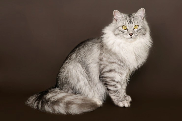 Siberian forest cheap cat adoption