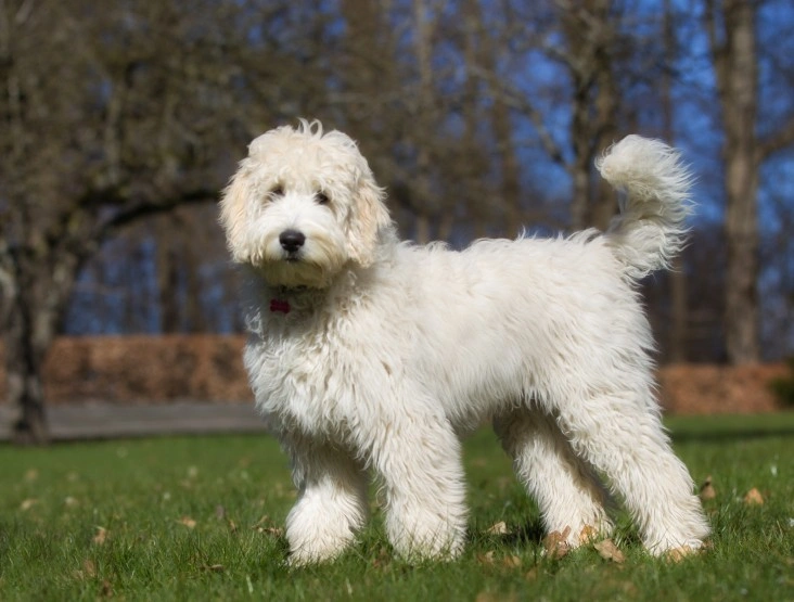 Labradoodle husky best sale mix for sale