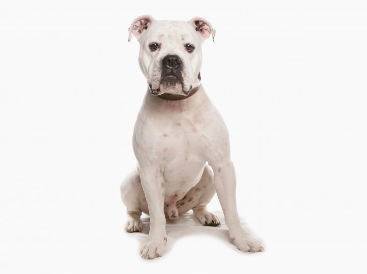 Dorset Olde Tyme Bulldogge Dogs Breed - Information, Temperament, Size ...