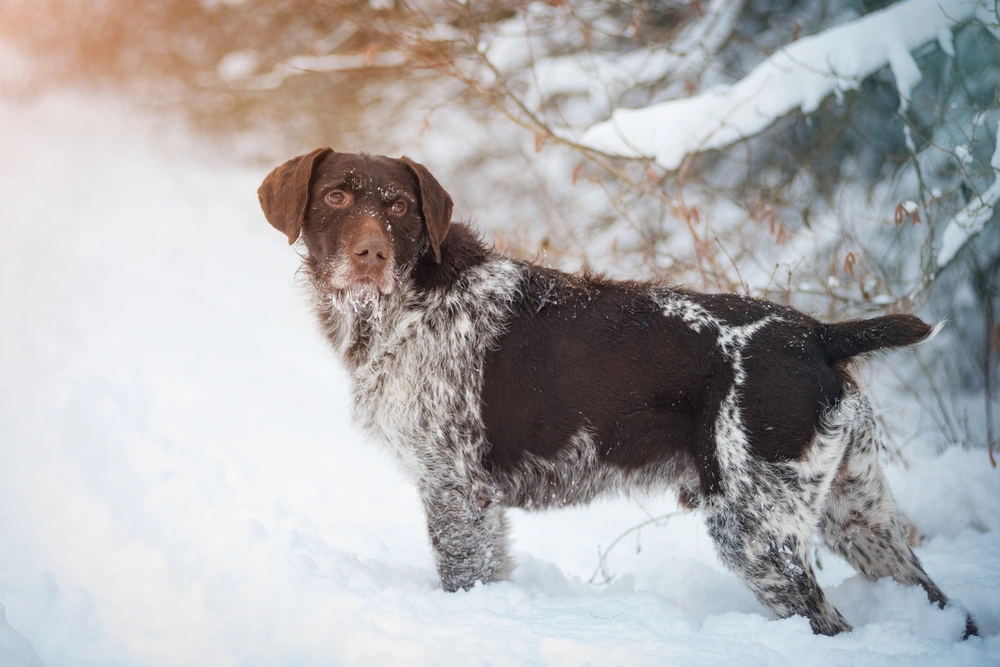 German wirehaired hot sale pointer colors