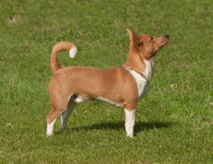 Portuguese Podengo Honden Ras: Karakter, Levensduur & Prijs | Puppyplaats