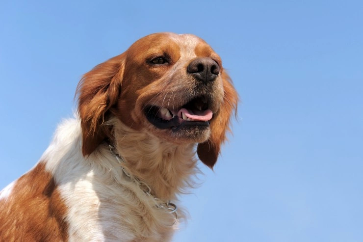 mezcla beagle spaniel bretaña