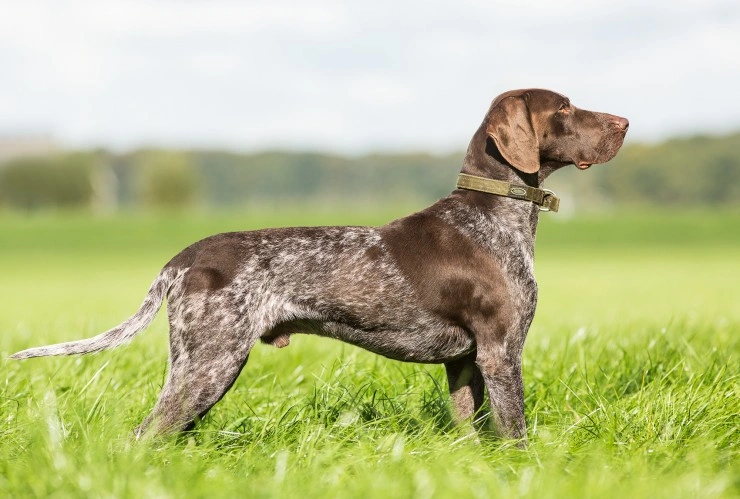 German longhaired 2024 pointer shedding