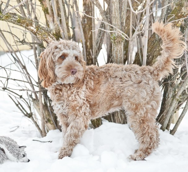 Fat cockapoo store