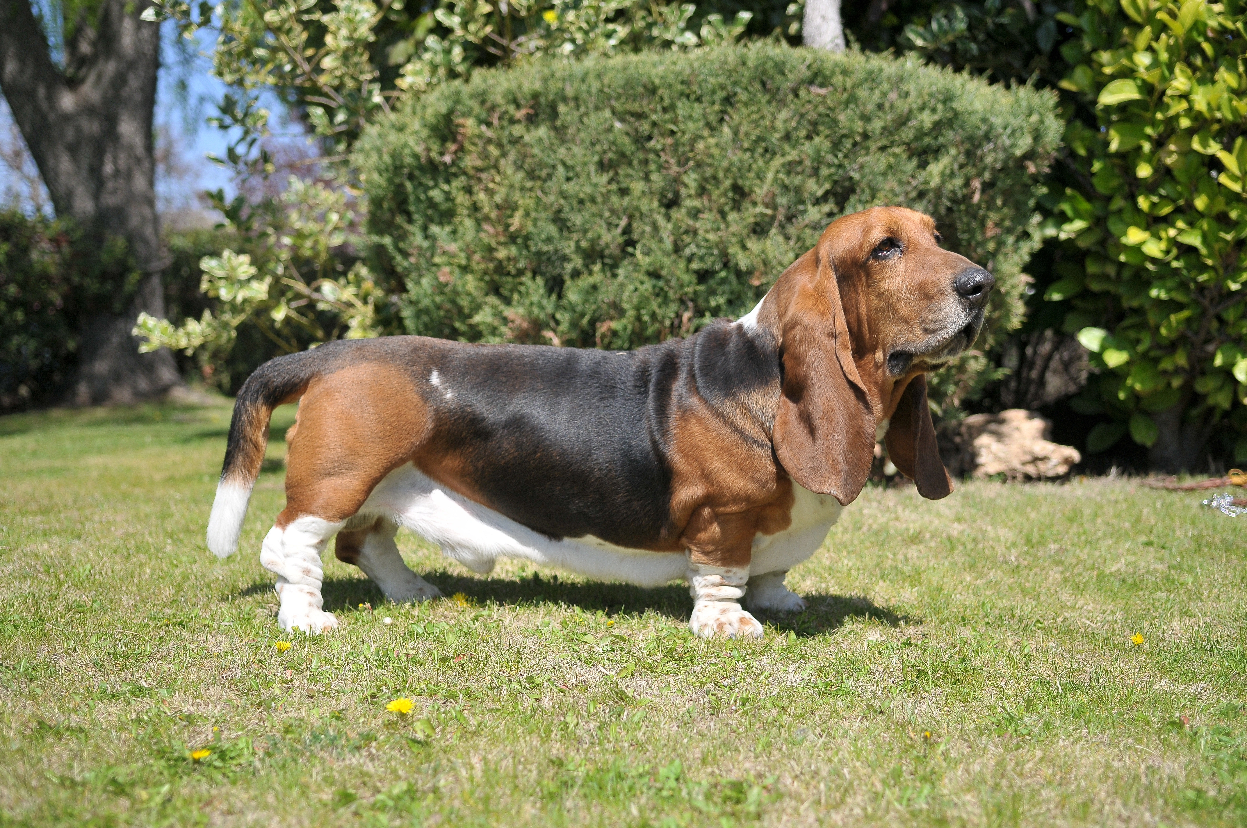 cuanto debe comer un basset hound al dia