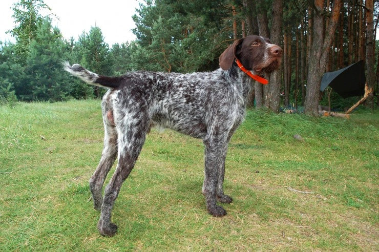 English store wirehaired pointer